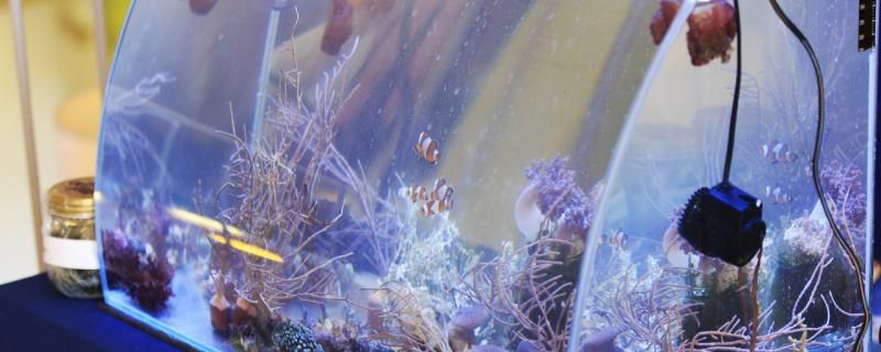 魚缸小氣泡太多怎么辦為什么會有氣泡