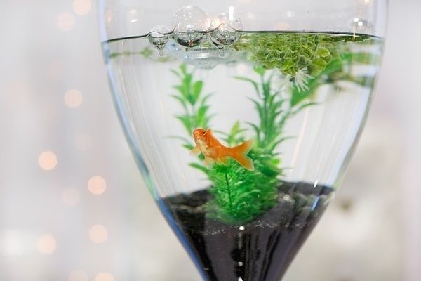 為什么魚缸里的水突然變渾濁（如何正確維護魚缸過濾系統(tǒng)）