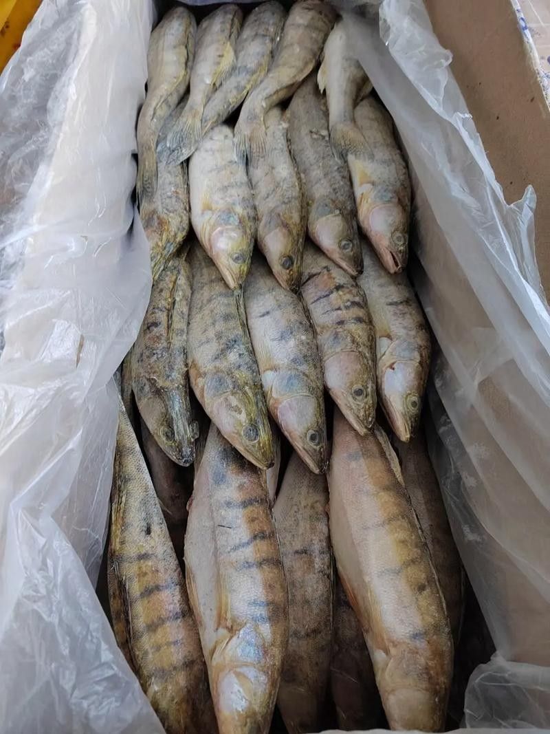 鱈龍魚百科