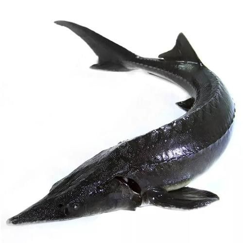 鱈龍魚百科