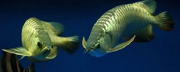 新手養(yǎng)龍魚(yú)記住這5點(diǎn)就夠了，龍魚(yú)膽子大起來(lái)需要時(shí)間和耐心：如何讓龍魚(yú)變得更大膽？