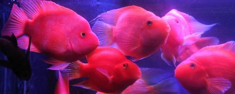 如何讓龍魚胡須長長：如何幫助龍魚胡須快速生長