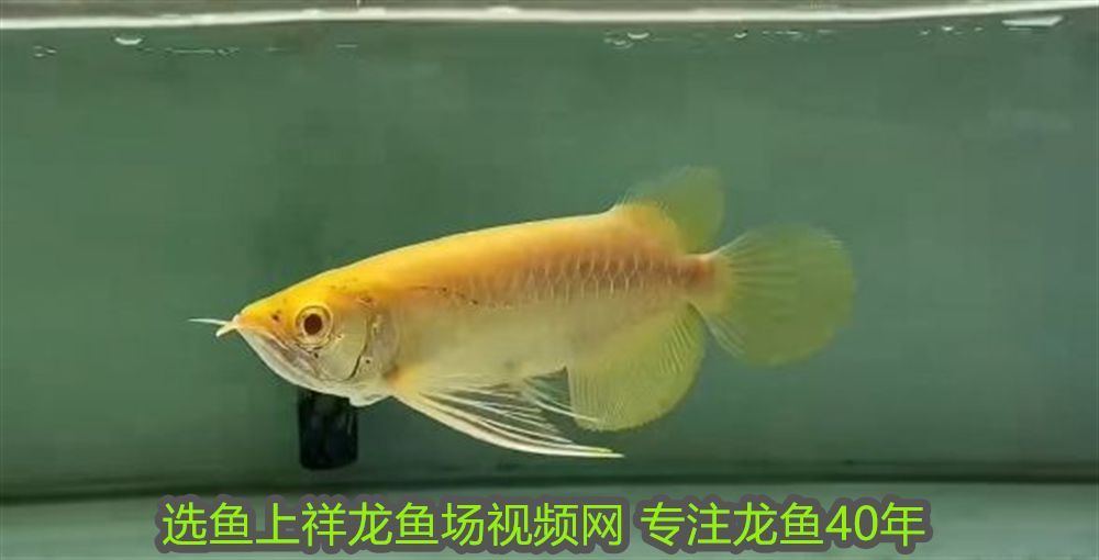 國畫金龍魚的畫法視頻教程：國畫金龍魚的畫法視頻教程，從入門到精通