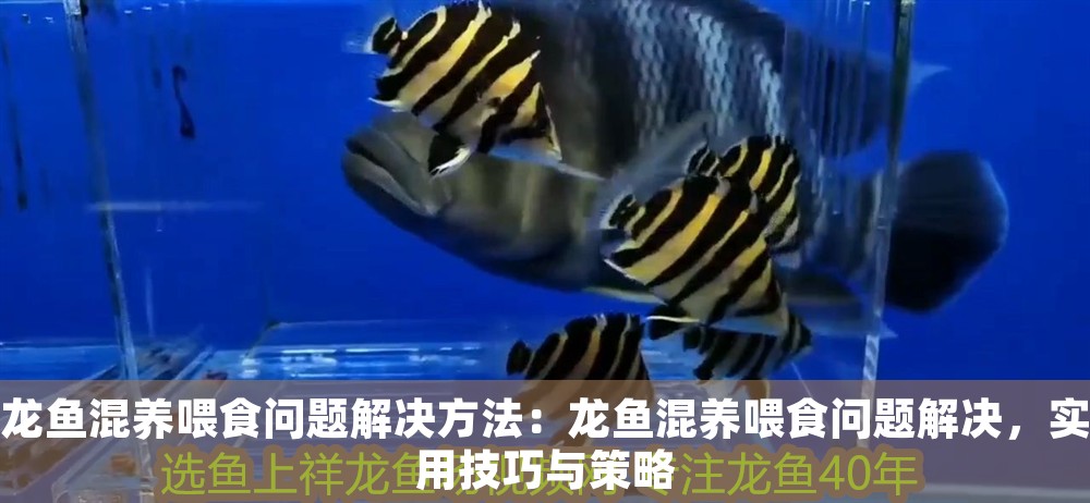 龍魚混養喂食問題解決方法：龍魚混養喂食問題解決，實用技巧與策略