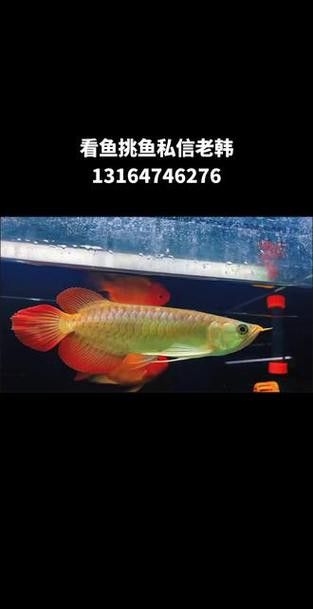 超血紅龍魚(yú)圖片大全高清視頻