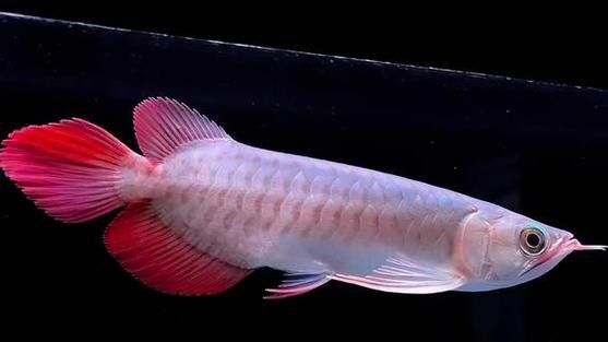 超血紅龍魚(yú)圖片大全高清視頻