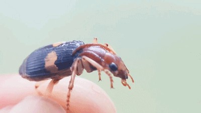 龍魚吃的蟲子叫什么：龍魚可以食用多種蟲子