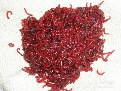 龍魚吃的蟲子叫什么：龍魚可以食用多種蟲子