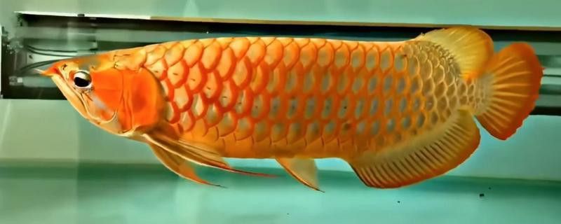 金龍魚為什么要喂蜈蚣