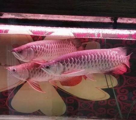 分析金龍魚能贏得消費者喜愛的原因為何？：金龍魚品牌如何贏得消費者的喜愛？