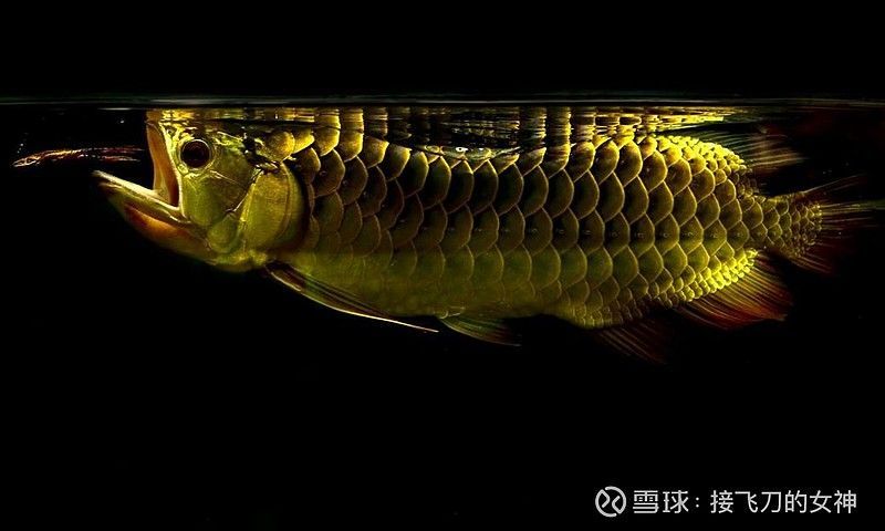 金龍魚背后：金龍魚背后的公司和人物