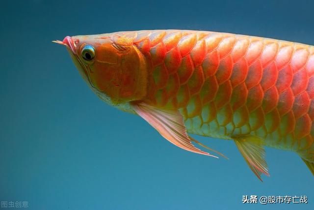 金龍魚背后：金龍魚背后的公司和人物