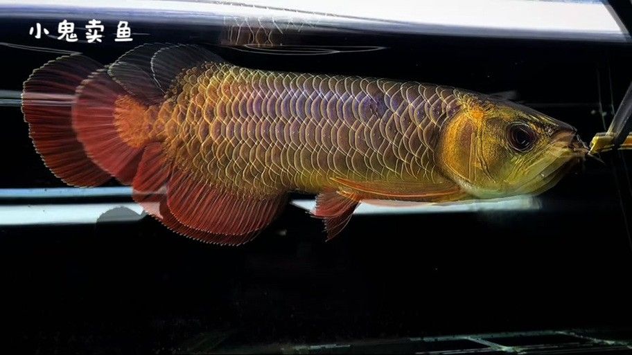 新加坡紅龍魚圖片大全高清版