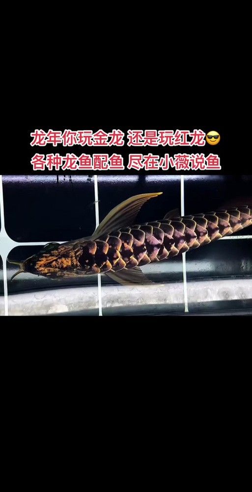 新加坡紅龍魚圖片大全高清版