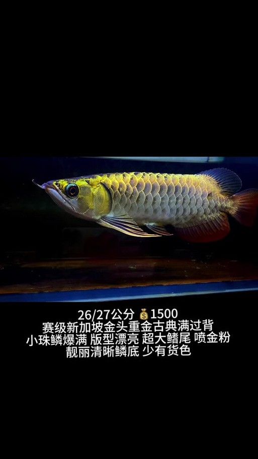 新加坡紅龍魚圖片大全高清版
