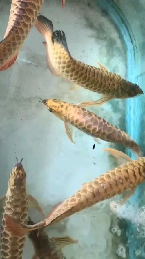 新加坡紅龍魚圖片大全高清版