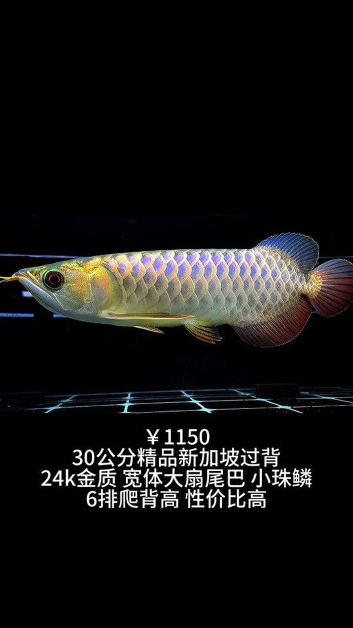 新加坡紅龍魚圖片大全高清版