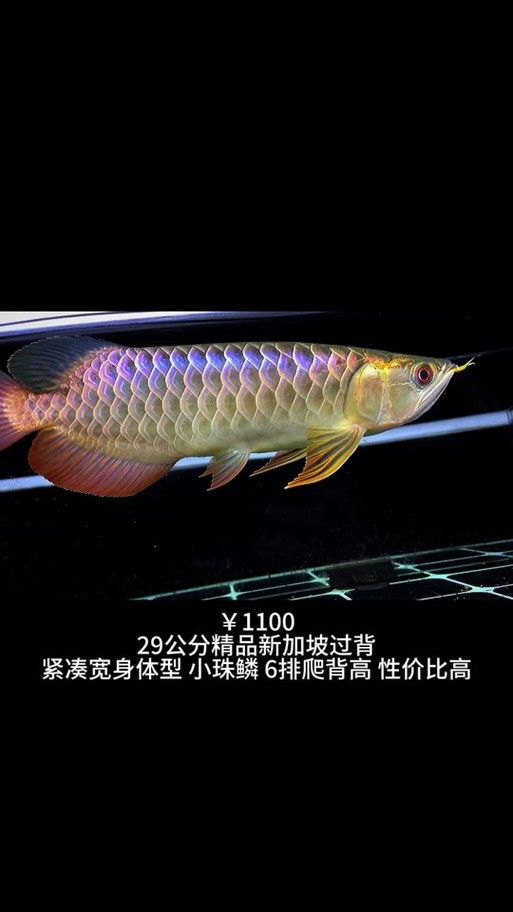 新加坡紅龍魚圖片大全高清版