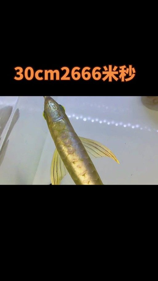 新加坡紅龍魚圖片大全高清版