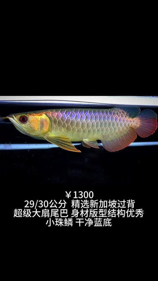 新加坡紅龍魚圖片大全高清版
