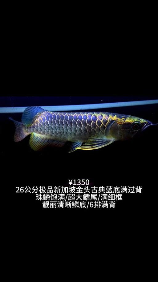 新加坡紅龍魚圖片大全高清版