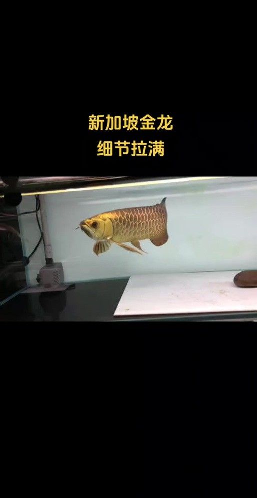 新加坡紅龍魚圖片大全高清版