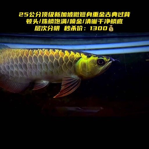 新加坡紅龍魚圖片大全高清版