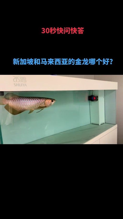 新加坡紅龍魚圖片大全高清版