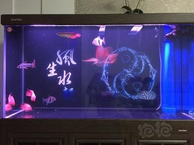 龍魚新缸怎么處理（龍魚新缸處理需要謹(jǐn)慎進(jìn)行，以確保水質(zhì)穩(wěn)定和魚類健康）