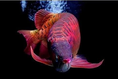 金龍魚背景紙什么顏色好：養金龍魚用什么顏色的背景好