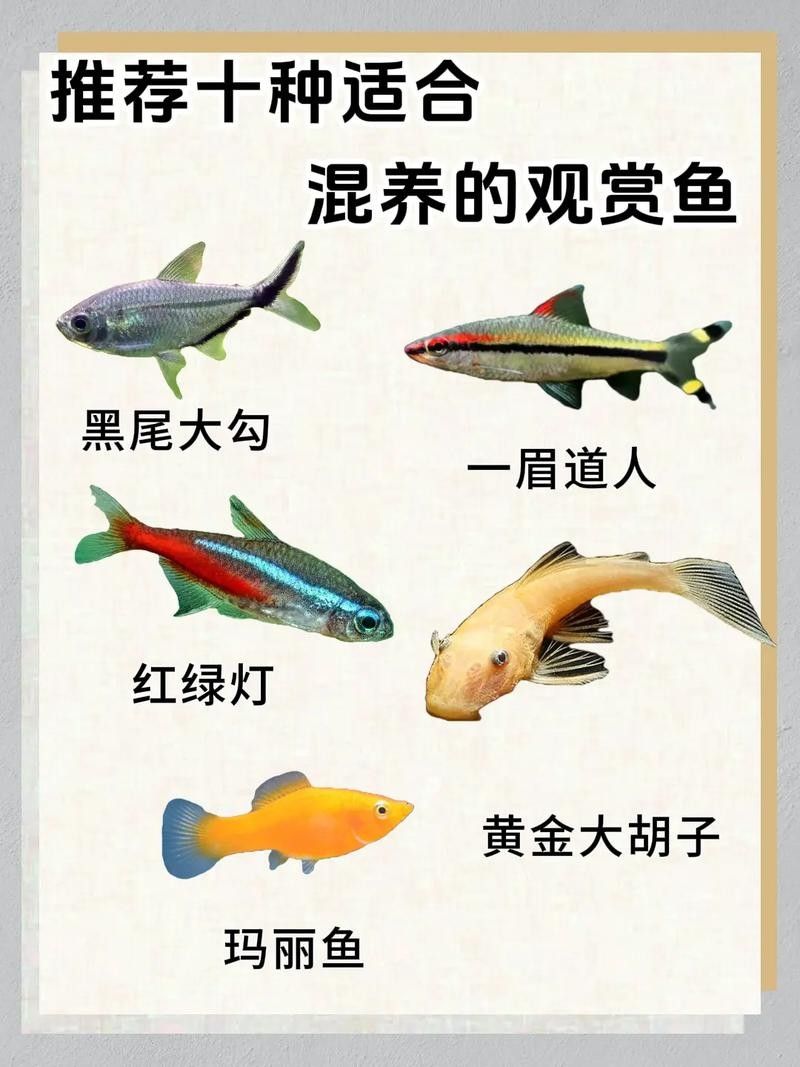 黑魔神雷龍魚能和什么魚混養一起