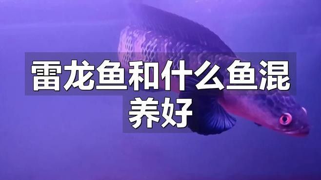 黑魔神雷龍魚能和什么魚混養一起
