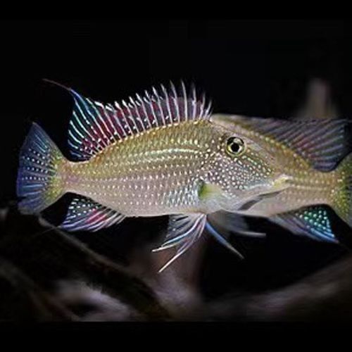 黑魔神雷龍魚能和什么魚混養一起