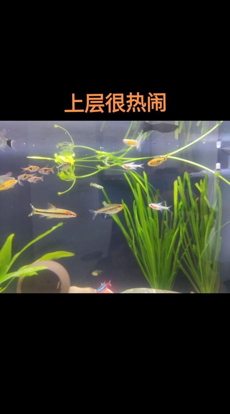 黑魔神雷龍魚能和什么魚混養一起