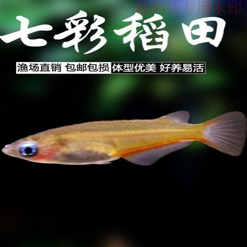 黑魔神雷龍魚能和什么魚混養一起