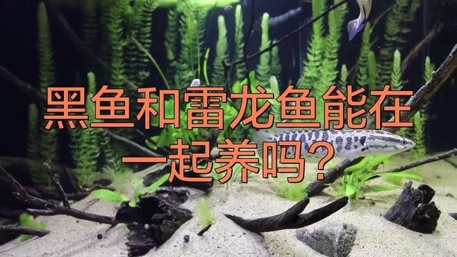 黑魔神雷龍魚能和什么魚混養一起