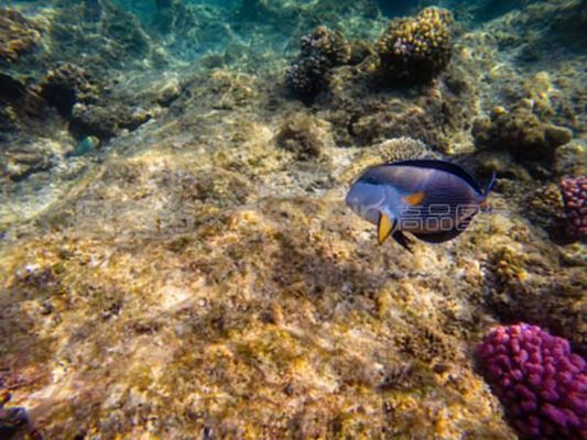 龍魚浮水面是不是缺氧的表現：龍魚浮水面可能是缺氧的表現