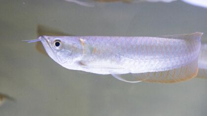 銀龍魚水霉怎么治療最快（如何快速治療銀龍魚水霉病）