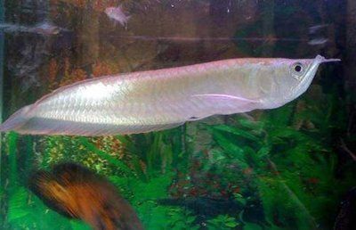 銀龍魚身上長(zhǎng)白毛放入鹽可以嗎（銀龍魚身上長(zhǎng)白毛時(shí)，放入鹽可以治療嗎？）