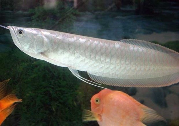 銀龍魚身上長(zhǎng)白毛放入鹽可以嗎（銀龍魚身上長(zhǎng)白毛時(shí)，放入鹽可以治療嗎？）