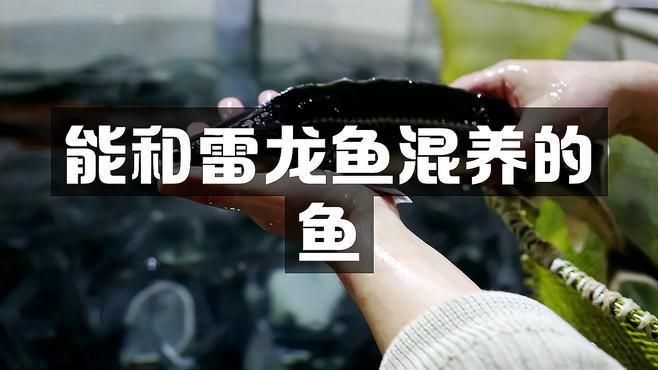 雷龍適合配養什么魚