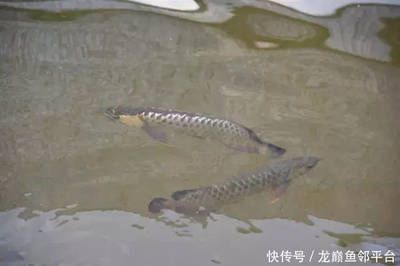 龍魚(yú)漁場(chǎng)排名（全球龍魚(yú)漁場(chǎng)排名前十名）