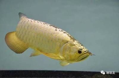 龍魚喂泥鰍好還是小魚好：金龍魚喂泥鰍好還是小魚好