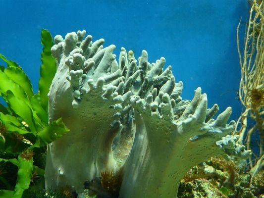 龍魚和虎魚混養(yǎng)用什么背景好：如何提升龍魚觀賞價(jià)值,自然景觀背景板購(gòu)買指南