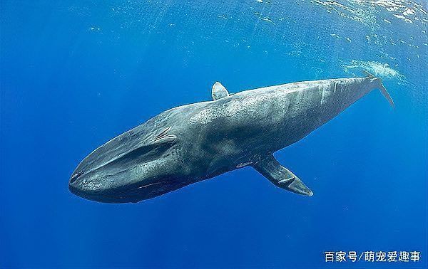 藍鯨的唯一天敵是誰