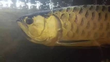 龍魚的嘴巴一張一合是什么：龍魚嘴巴一張一合是由于多種原因引起的，可能是由于多種原因引起的