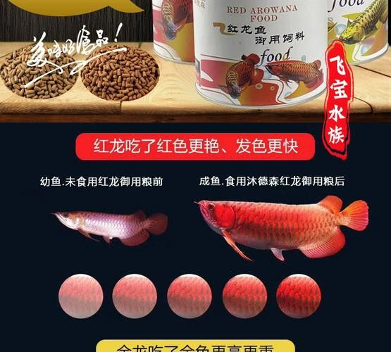 紅龍魚喂飼料好不好呀圖片