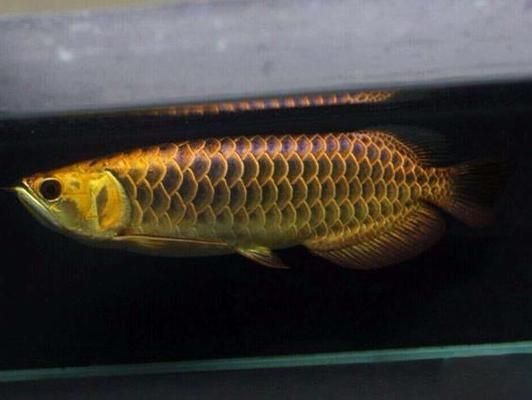 金龍魚的溫度幾度比較好：金龍魚最佳生長水溫