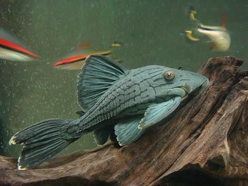 綠皮皇冠豹魚