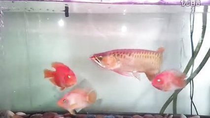 龍魚喂什么魚苗好養：關于龍魚飼養的建議
